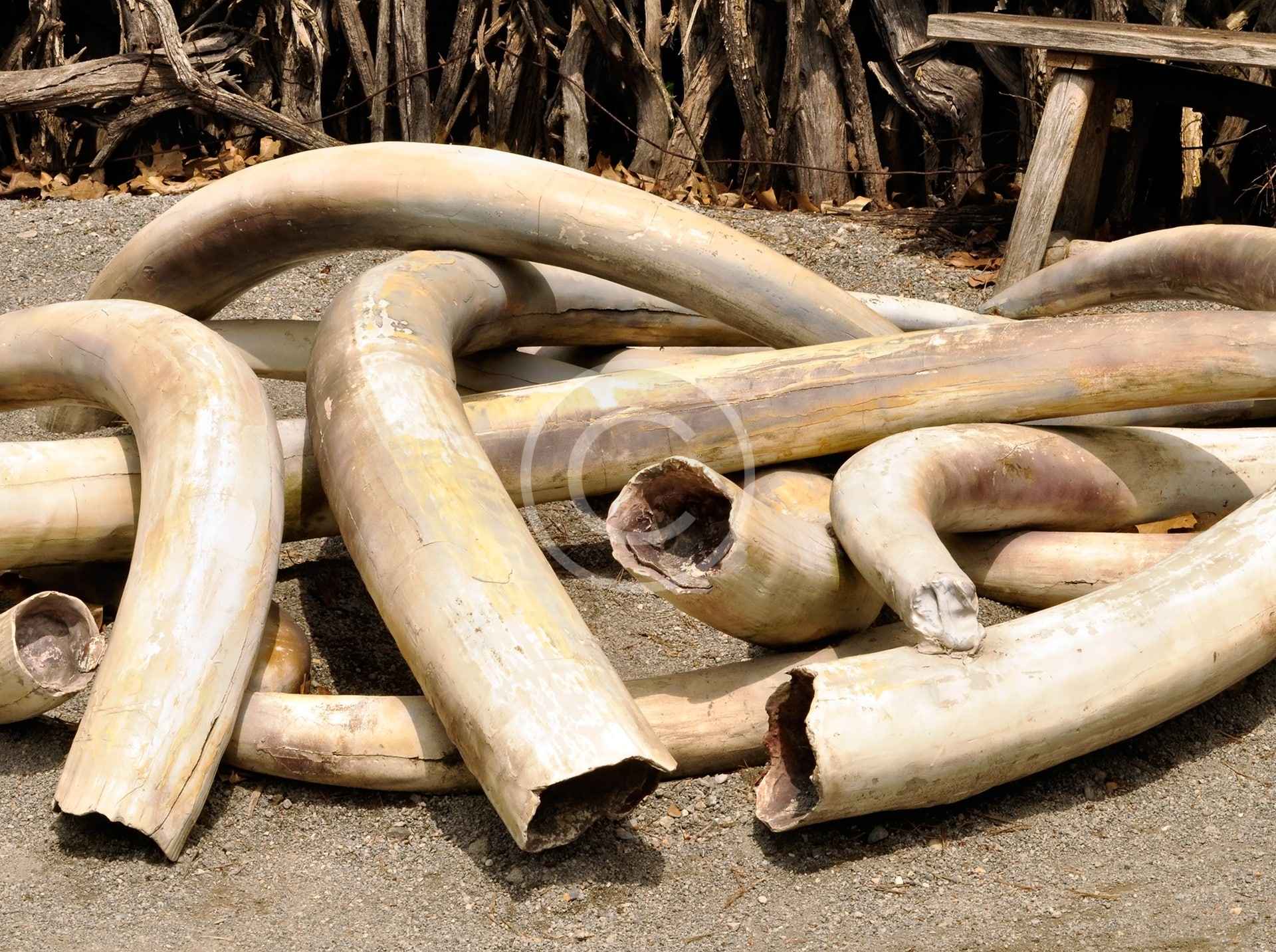 Stop the Illegal Ivory Trade